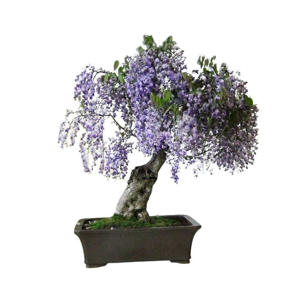 Bonsai Tree Seed Mix 2 | 40 fresh seeds, 10 of each