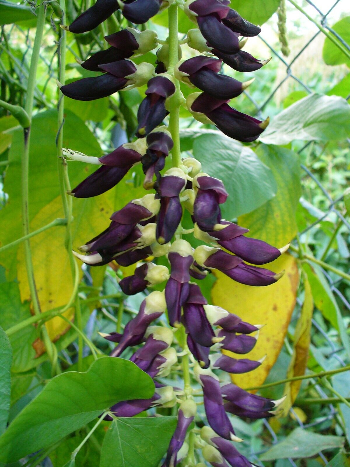 Cowitch | Mucuna Pruriens | 20+ Seeds | Velvet Bean
