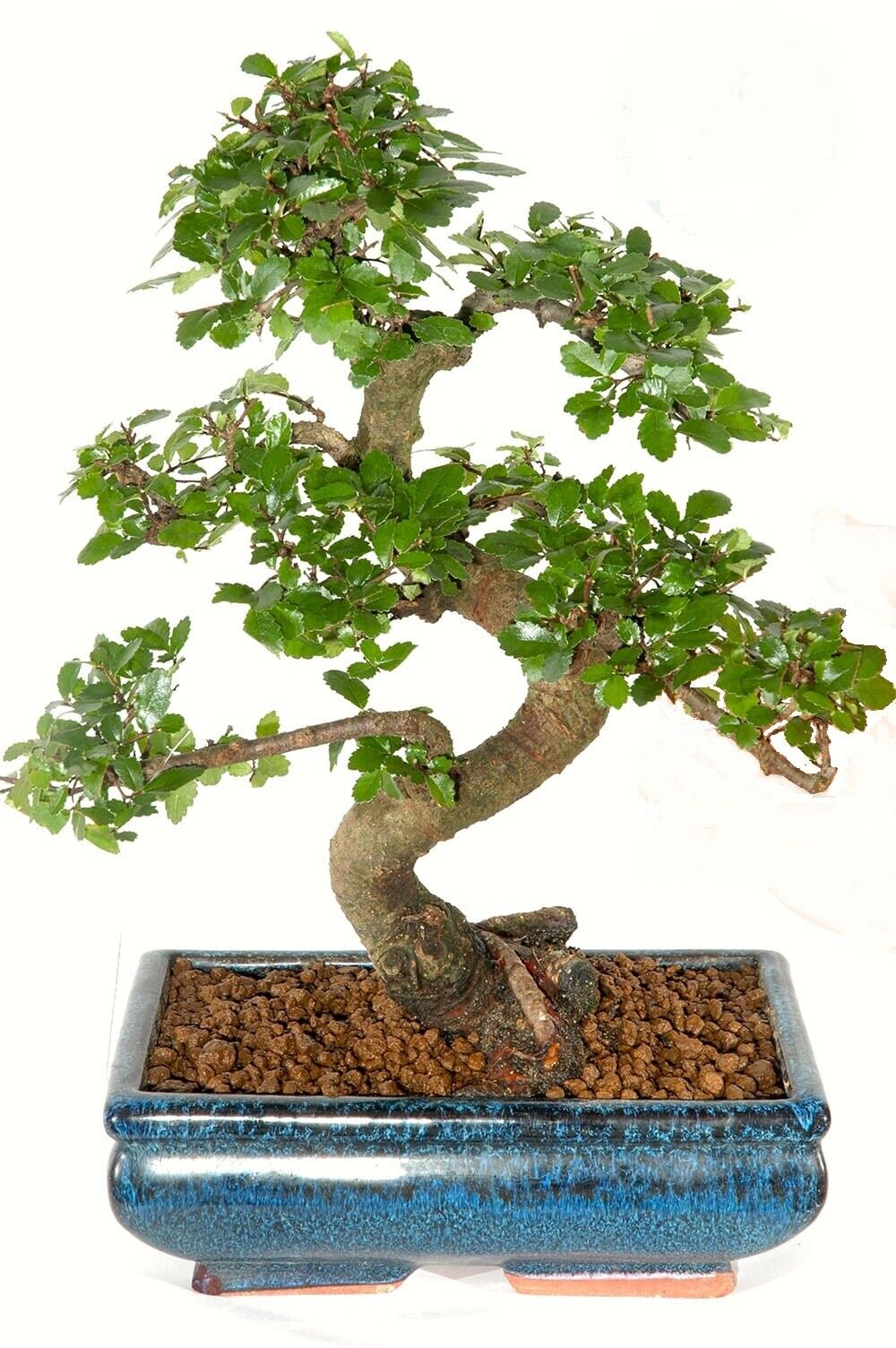 Bonsai Tree Seed Mix 2 | 40 fresh seeds, 10 of each