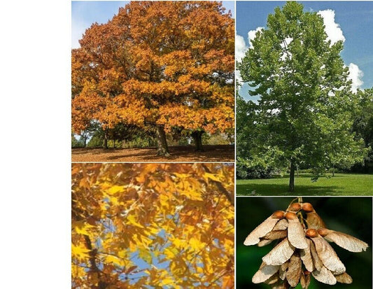 Sycamore Tree Seeds | 25+ seeds | 2025 harvest | Sowing | Crafts