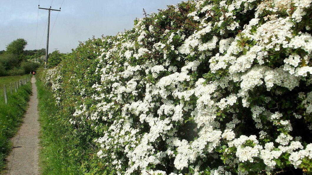 Hawthorn | Quick Growing Hedge | Crataegus Monogyna | 50+ seeds
