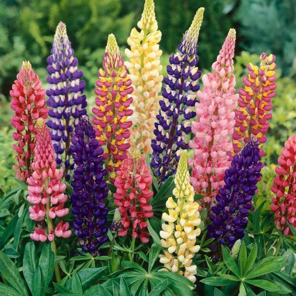 Lupin - 100+ fresh seeds | Russell Mix | RHS Gold Medal | Same Day Dispatch