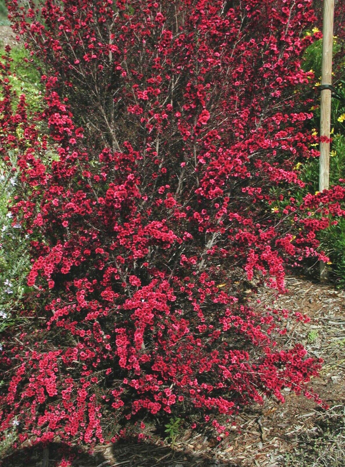 Red Manuka Tree 50+ seeds | Honey | Bee Magnet
