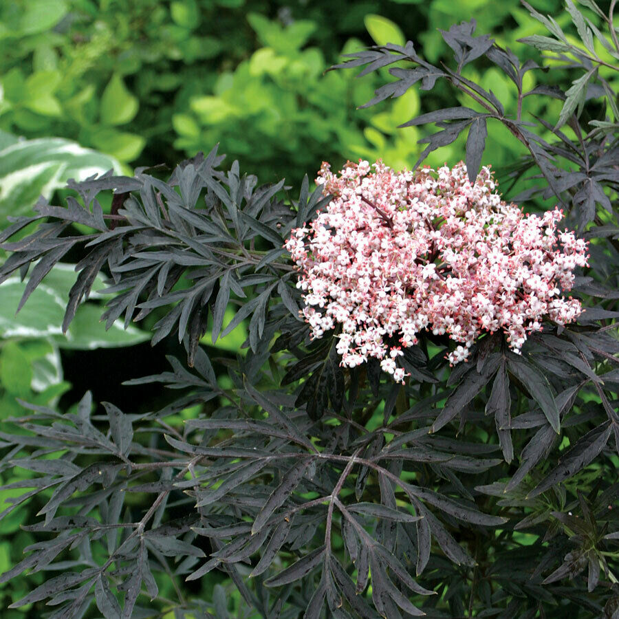 Elderberry 'Black Frills' (Sambucus Nigra) | 100+ seeds