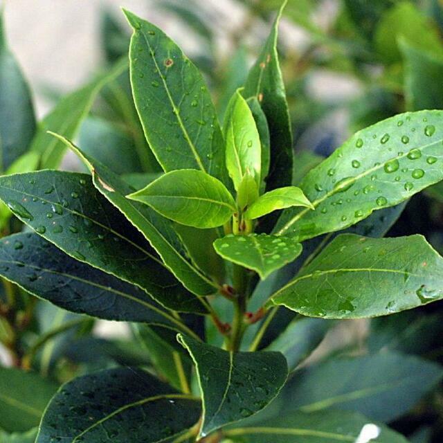Bay Tree | 10 fresh seeds | Laurus Nobilis | Herb | Easy | Same Day Dispatch