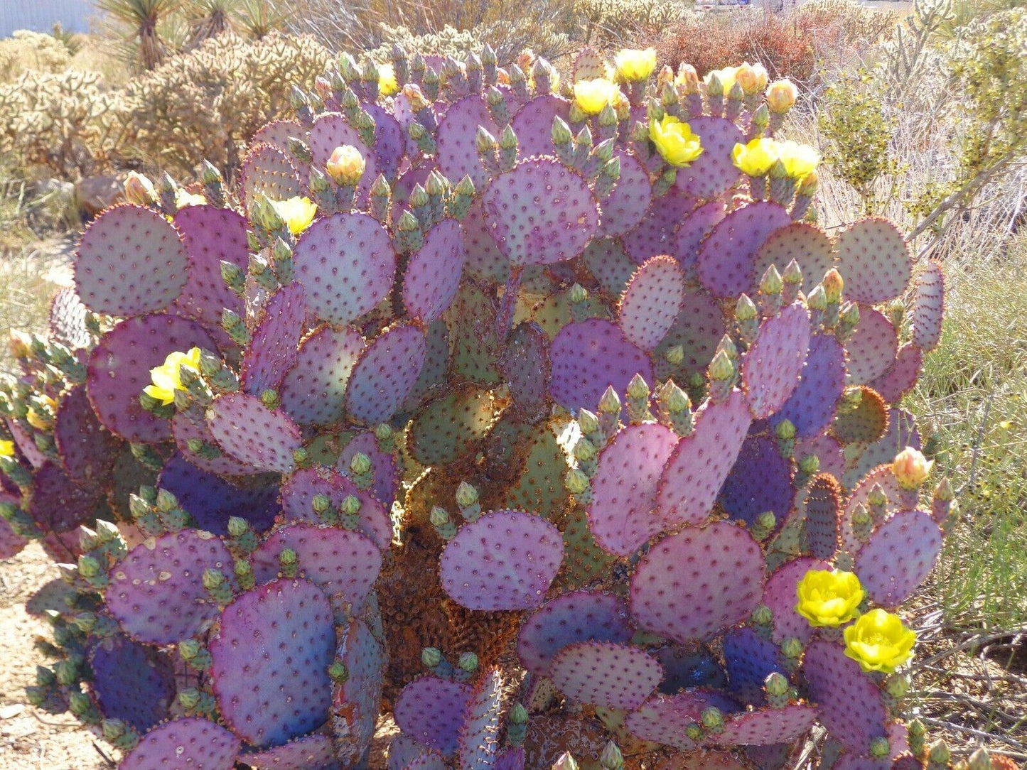 Purple Prickly Pear cactus (Opuntia Santarita) 15+ seeds | Same Day Dispatch