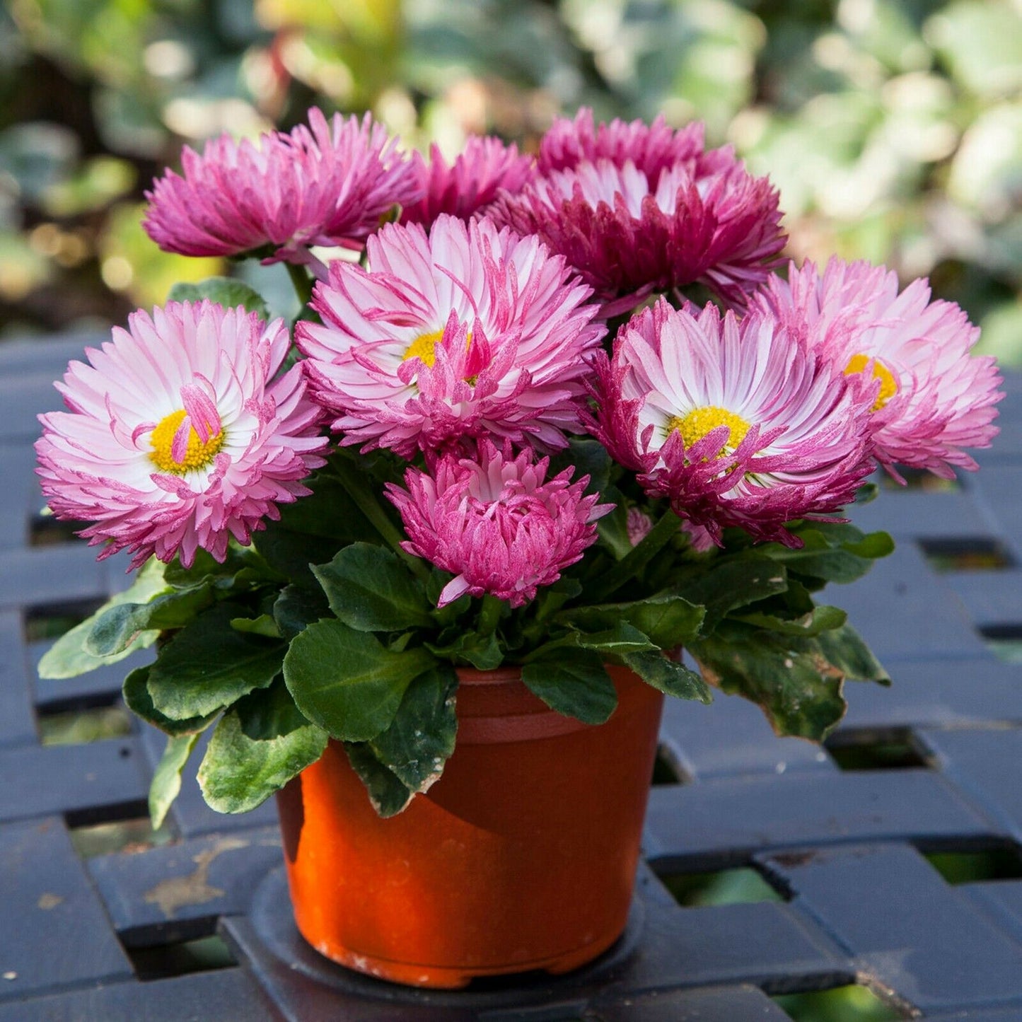 Bellis "Bam Bam" | 8 seeds | Rose colour flowers