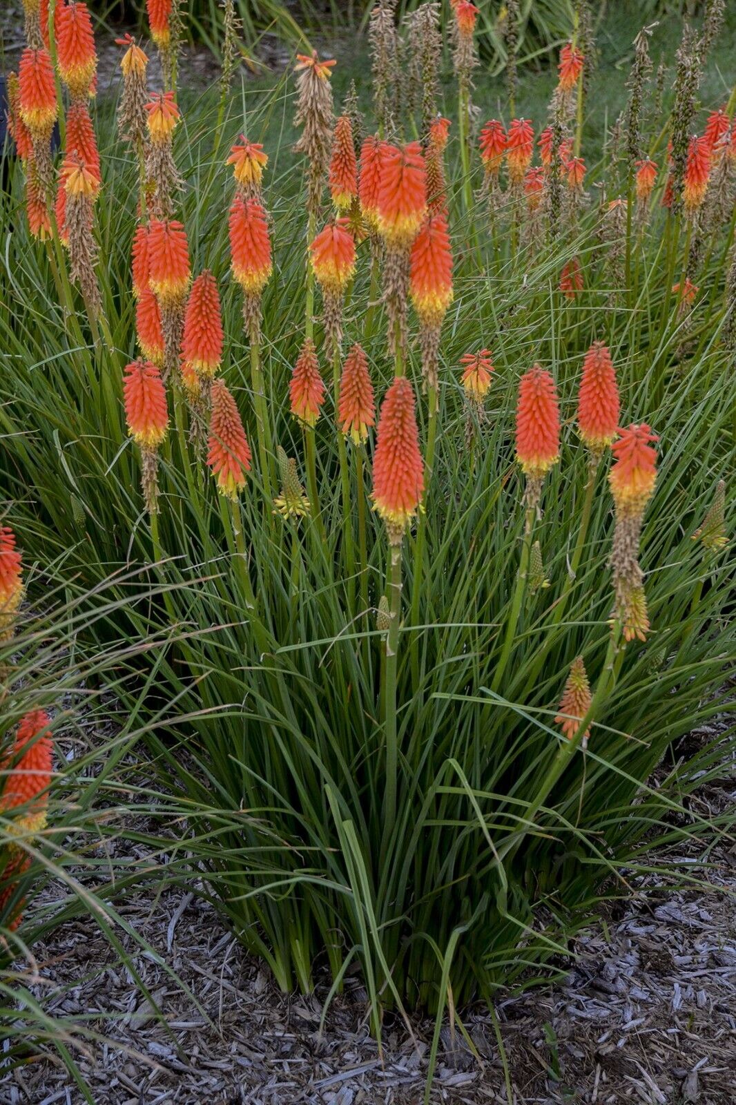 Red Hot Poker Kniphofia Uvaria | 40+ seeds | Hardy Perennial