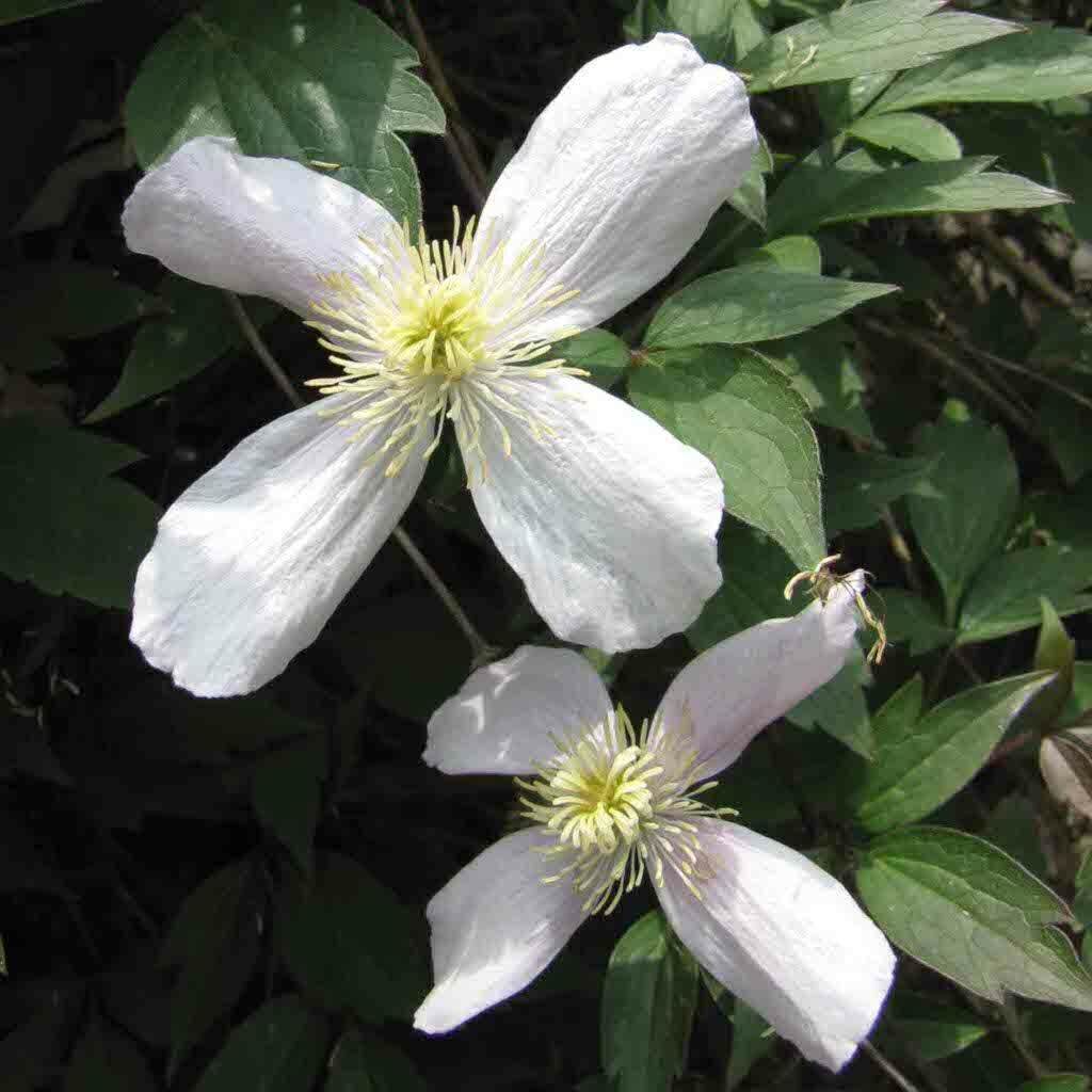 Clematis Montana "Elizabeth" 9cm pot | Very Fast Growing | Rapid Dispatch