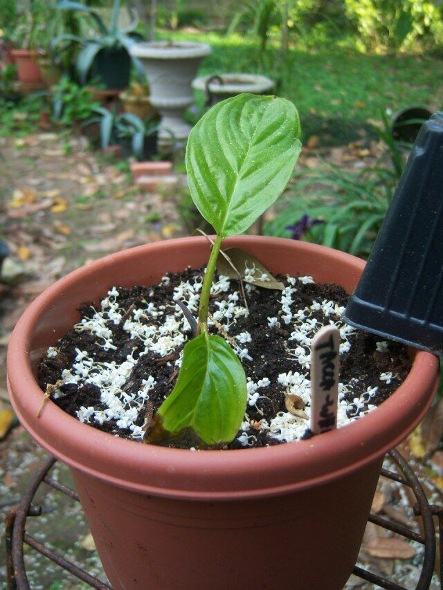 White Bat Flower | Tacca Integrifolia | 10+ viable seeds
