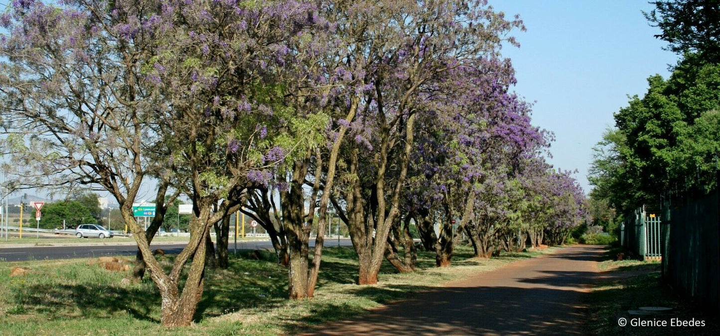 Tree Wisteria (Bolusanthus Speciosus) 15+ seeds | Bonsai