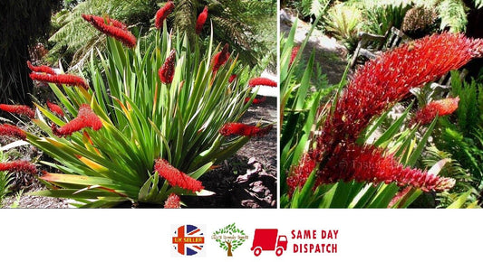 Poor Knights Lily  (Xeronema Callistemon) | 50+ seeds | Rare New Zealand plant