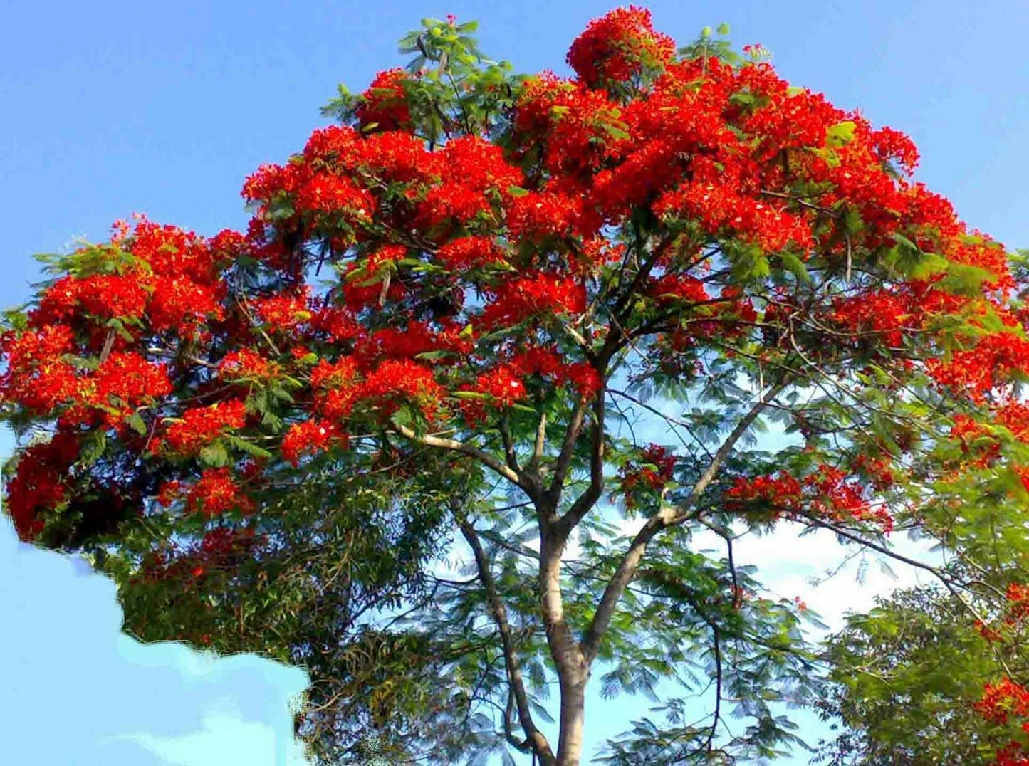 Royal Poinciana Flame Tree (Delonix Regia) | 10+ Seeds