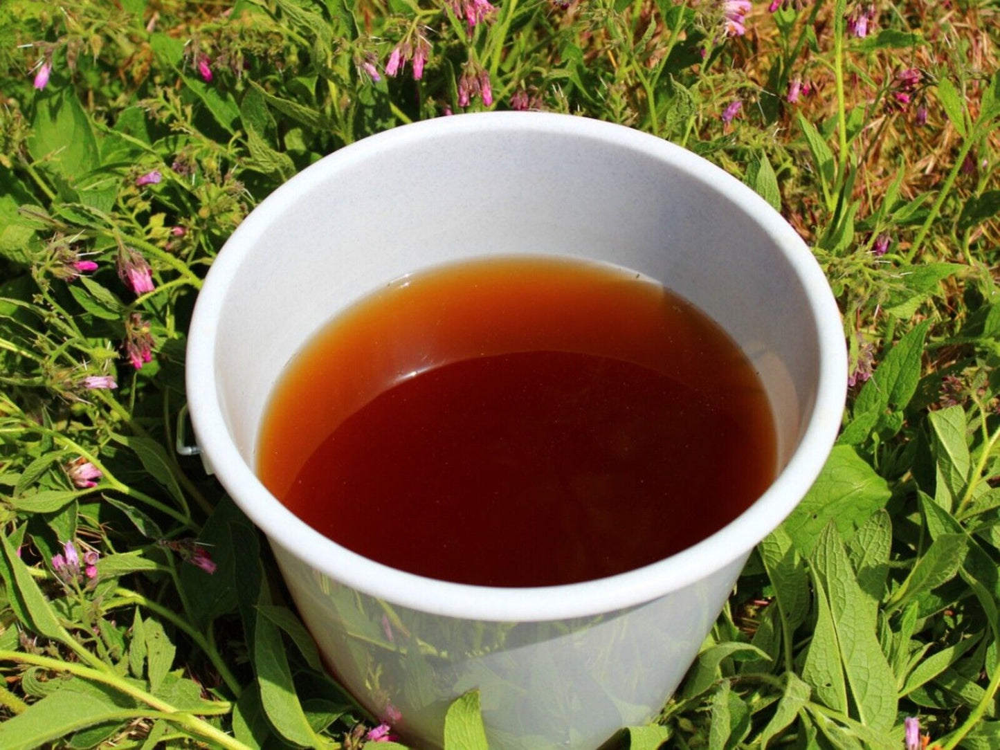 Comfrey | 25+ seeds | Great Fertiliser and Green Manure