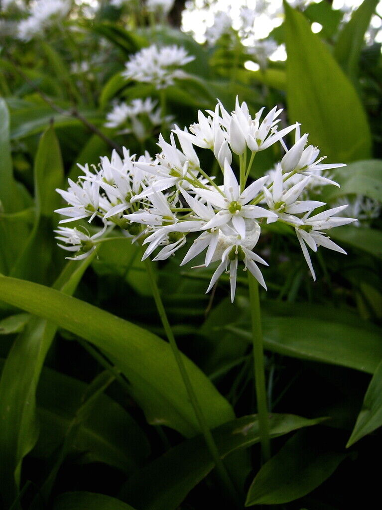 Wild Garlic (Allium Ursinum) | 200 seeds | Ramsoms | Shade | Same Day Dispatch