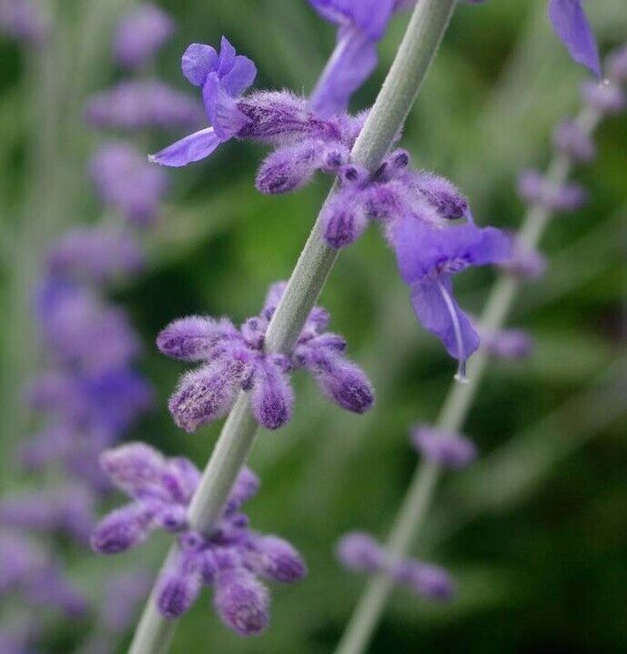 Russian Sage (Perovskia Atriplicifolia) | Organic | 15+ seeds