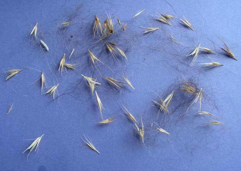 Hordeum Jubatum Foxtail Barley 100+ seeds | Ornamental Grass Same Day Dispatch