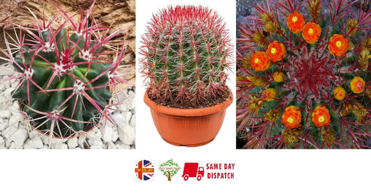 Mexican Lime Cactus (Ferocactus Pilosus) | 25+ seeds