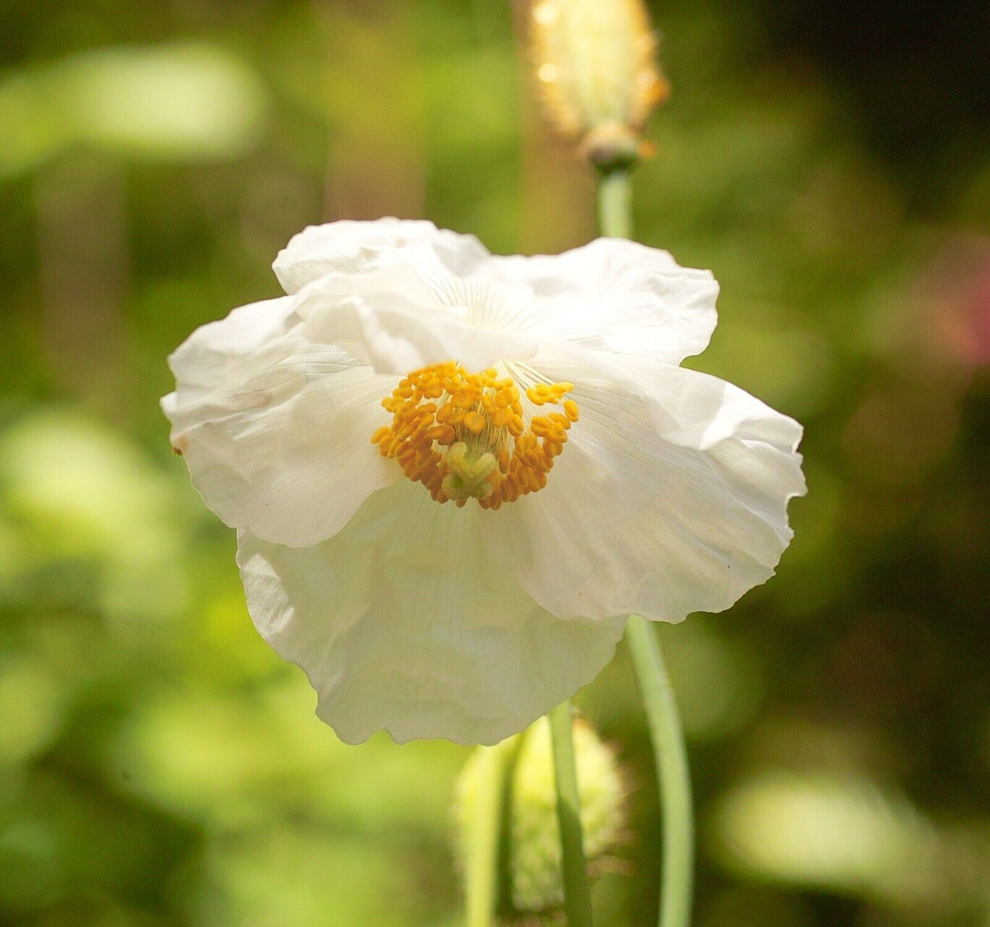 White Himalayan Poppy | Meconopsis Baileyi Alba | | 20+ seeds