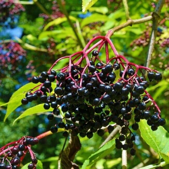 Elderflower (Sambucus Nigra) | Organic | 30+ seeds | Same Day Dispatch