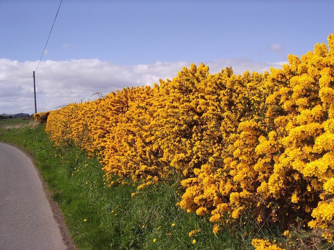 Gorse (Ulex Europaeus) | 50+ seeds | Winter Flowering | Furze