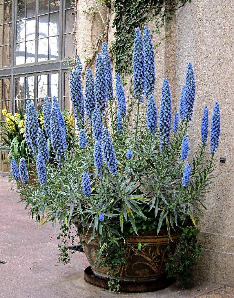 Pride Of Madeira | Echium Candicans | Fastuosum | 20+ seeds | Flowers for Bees