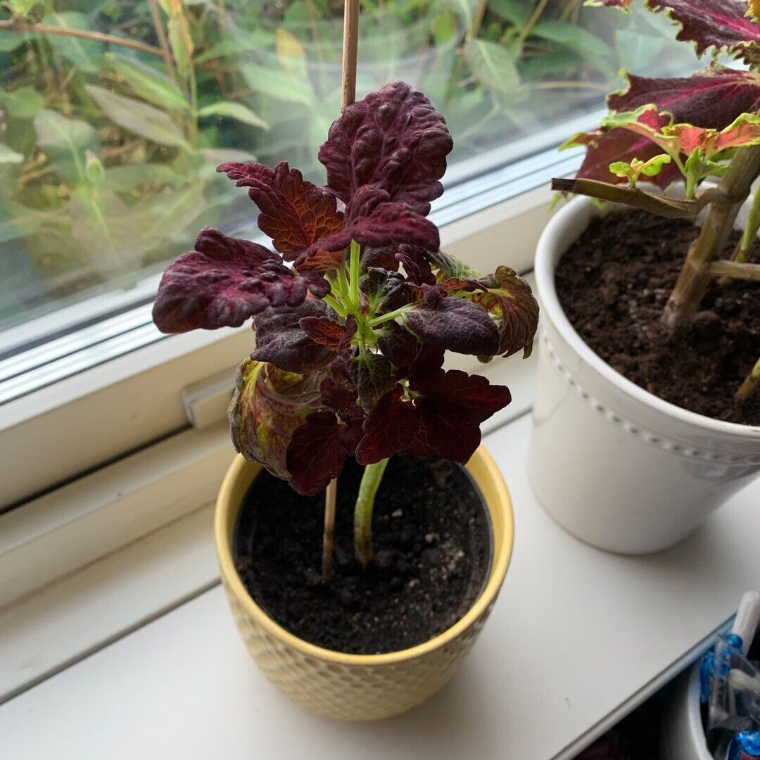 Coleus Black Dragon | 15+ fresh seeds | Easy House Plant