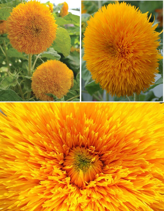 Dwarf Teddy Bear Sunflower | 60+ Seeds | Very Easy