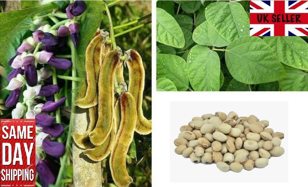 Cowitch Mucuna Pruriens 20 Seeds Velvet Bean speedyseeds