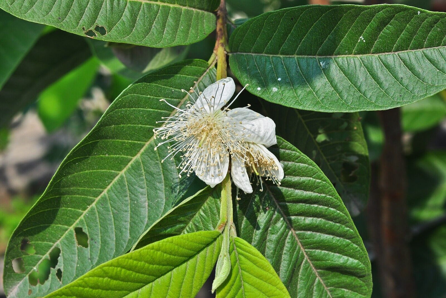 Common Guava (Psidium Guajava) in 9cm pot | Tropical Same Day Dispatch