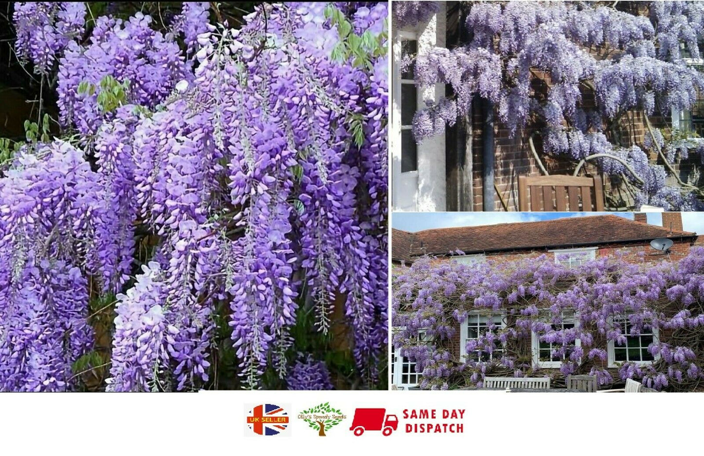 Chinese Wisteria (Wisteria Sinensis) | 5 large seeds | Climber