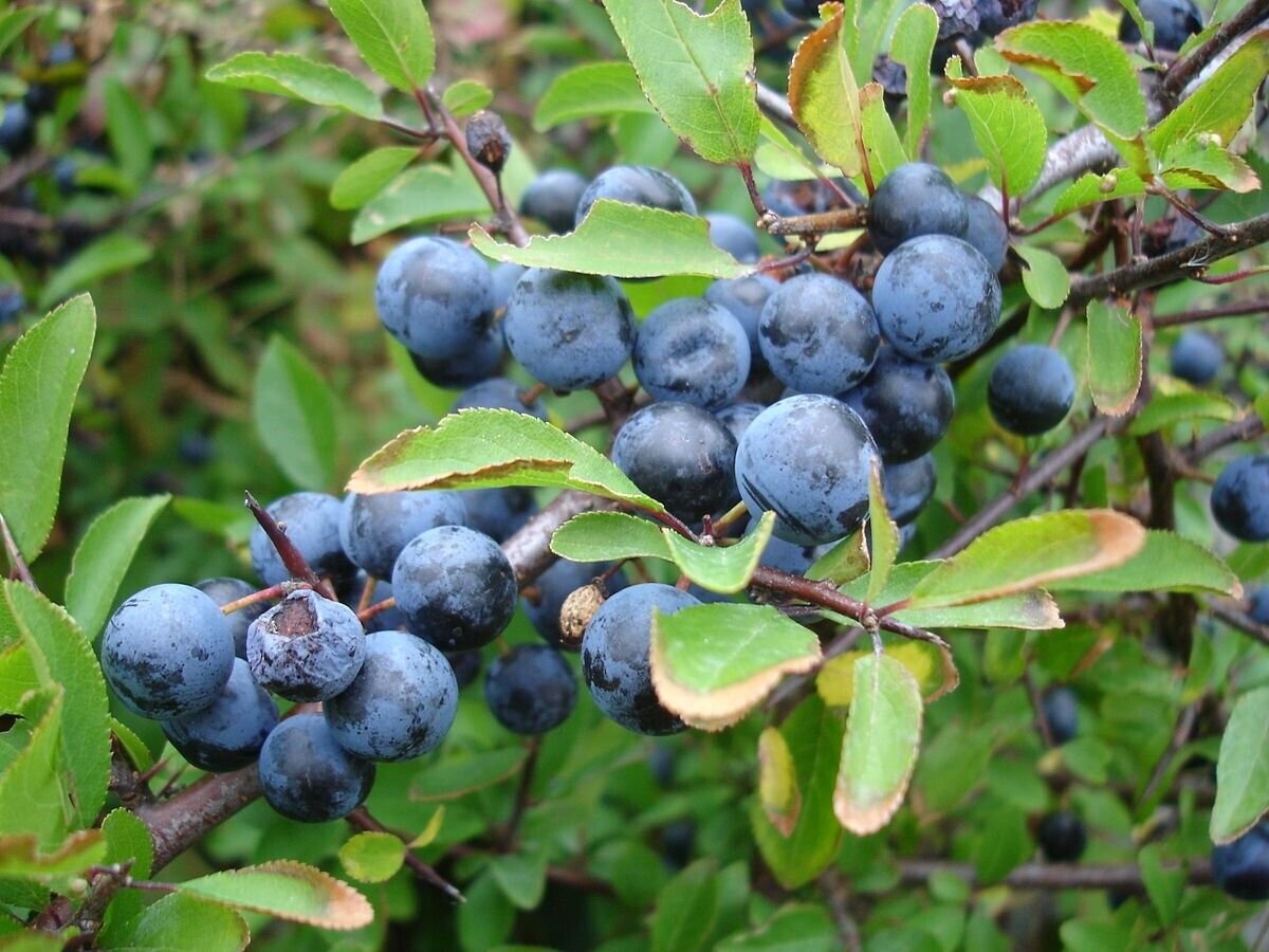 Blackthorn Prunus Spinosa 25+ seeds | Sloe Berry Gin | Hardy