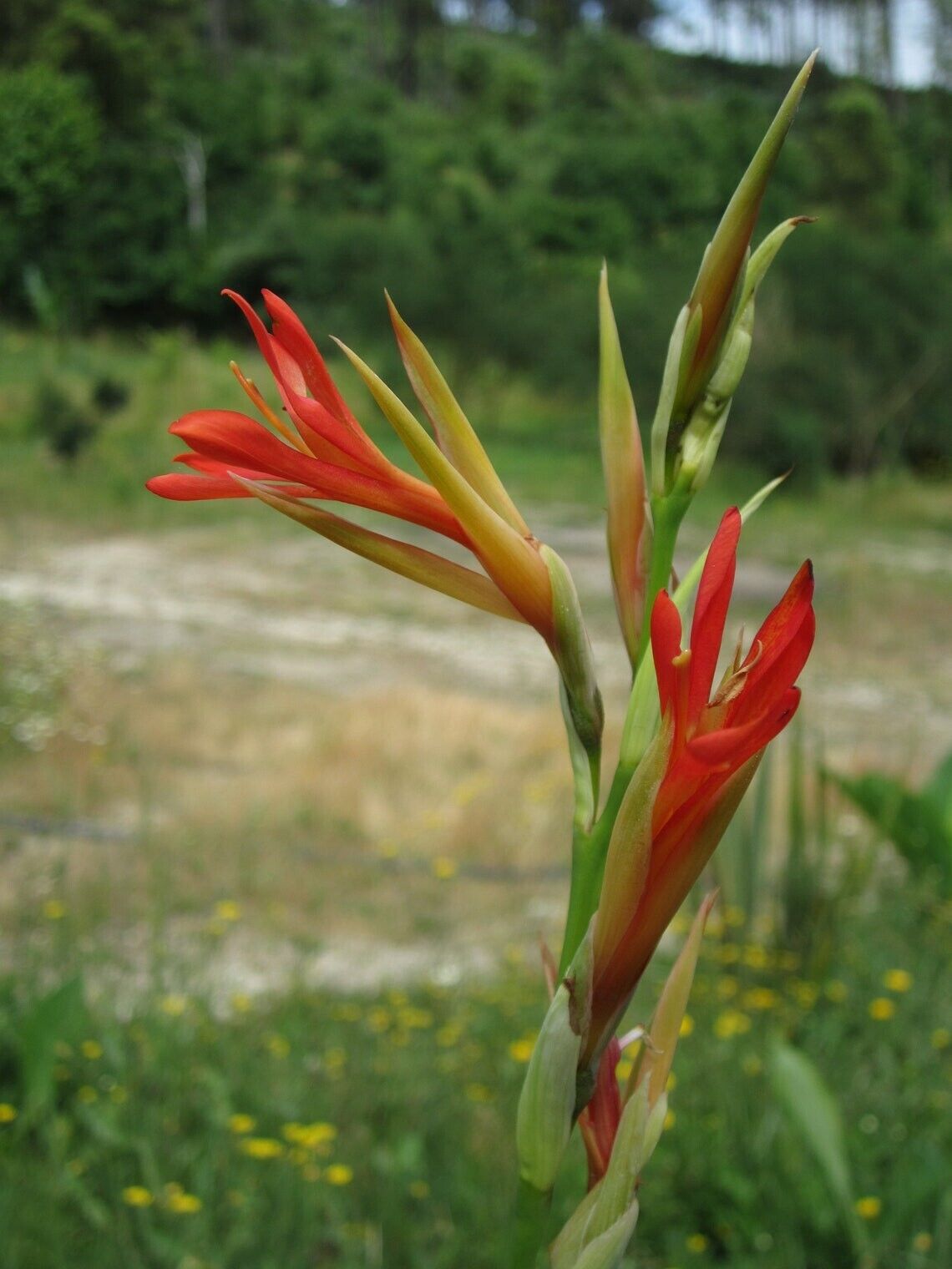 Canna Lily "Tuerckheimii Giant" 10 seeds ORGANIC - own crop