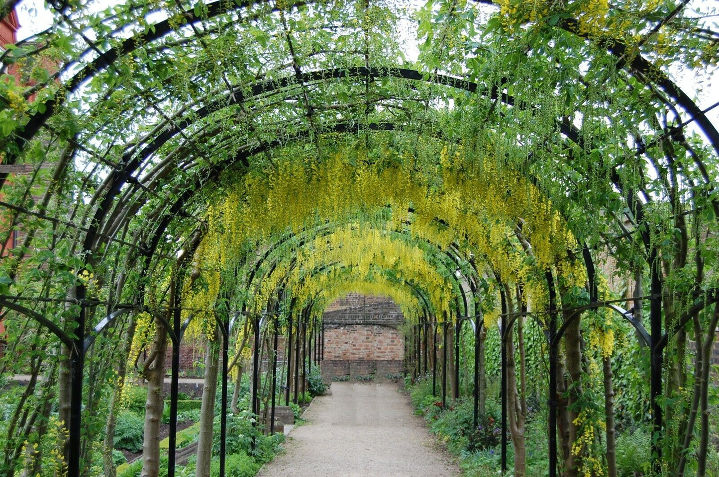 Laburnum Anagyroides "Golden Chain" 50+ seeds | Fast Growing