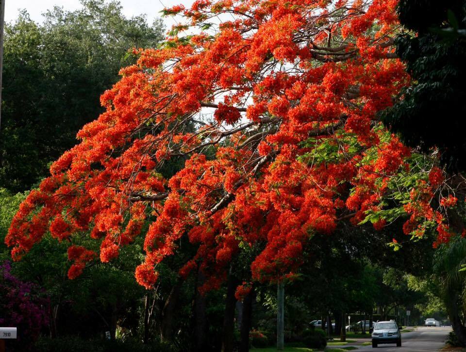 Royal Poinciana Flame Tree (Delonix Regia) | 10+ Seeds