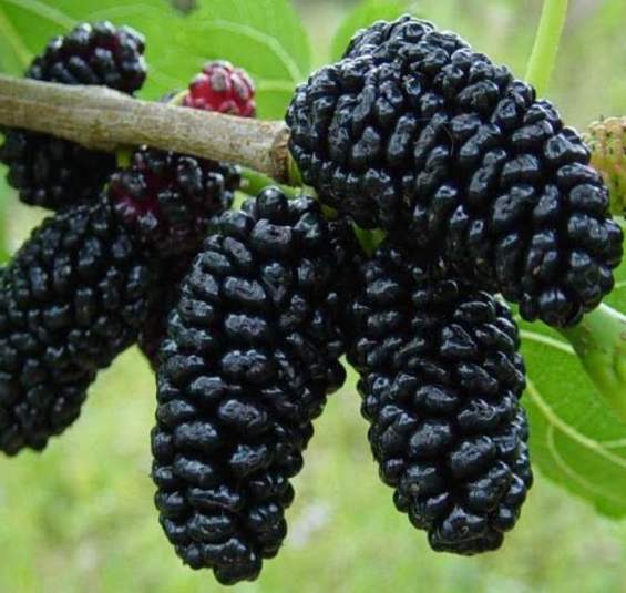 Black Mulberry | Morus Nigra | 100+ seeds | Wine, Jam & Gin
