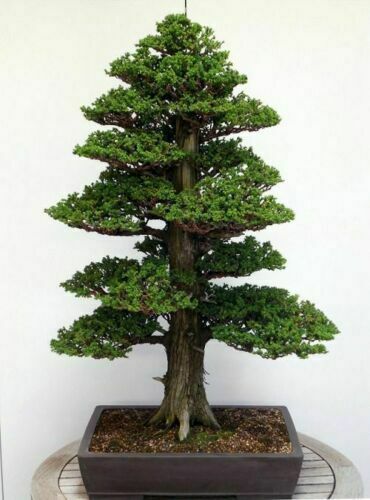 Bonsai Tree Seed Mix 2 | 40 fresh seeds, 10 of each