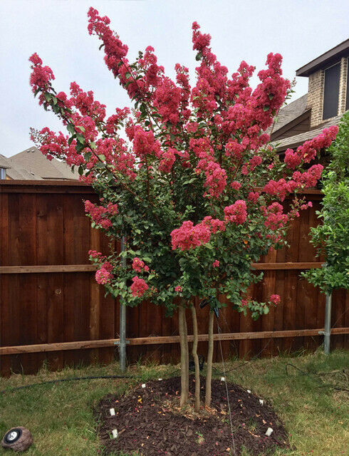 Crape Myrtle (Lagerstroemia) | Fresh Seeds | Fully UK Hardy |