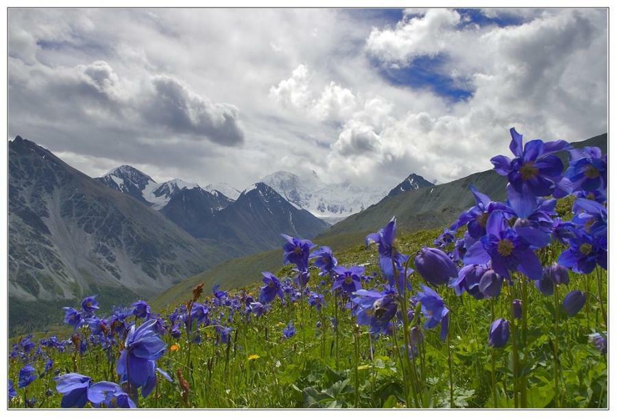 Himalayan Blue Poppy (Meconopsis Betonicifolia) 50+ seeds Same Day Dispatch
