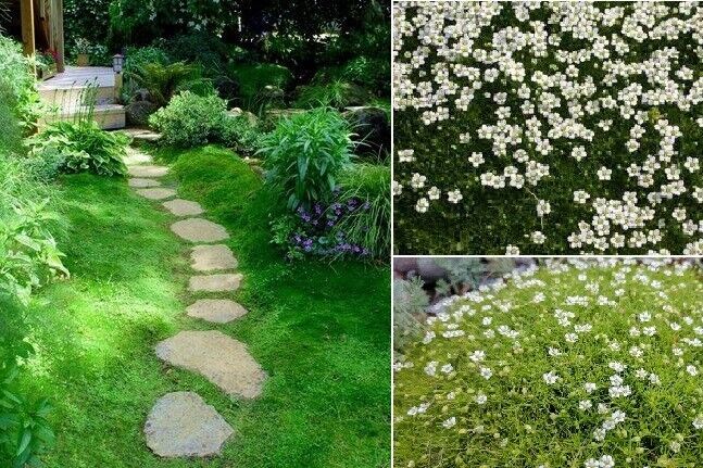 Irish Peat Moss | Sagina Subulata | 1000+ Seeds | Pearlwort