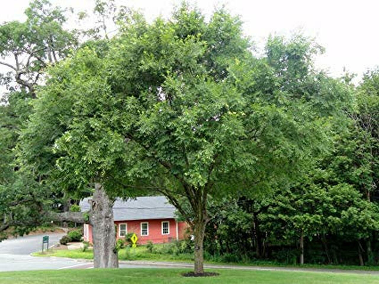 Chinese Elm (Ulmus Parviflora) | 30+ seeds | Bonsai