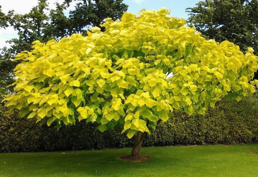Indian Bean Tree (Catalpa Bignonioides) | 25+ seeds