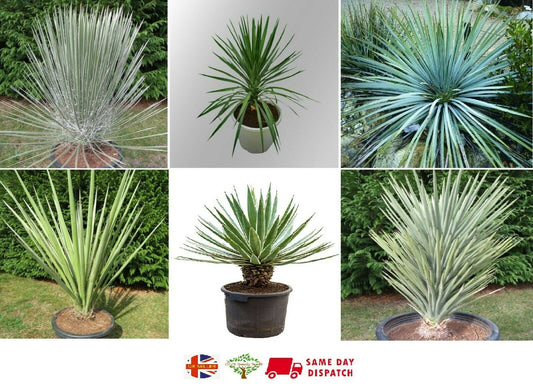 Stunning Yucca Mix - 25 seeds | 6 species | Same Day Dispatch