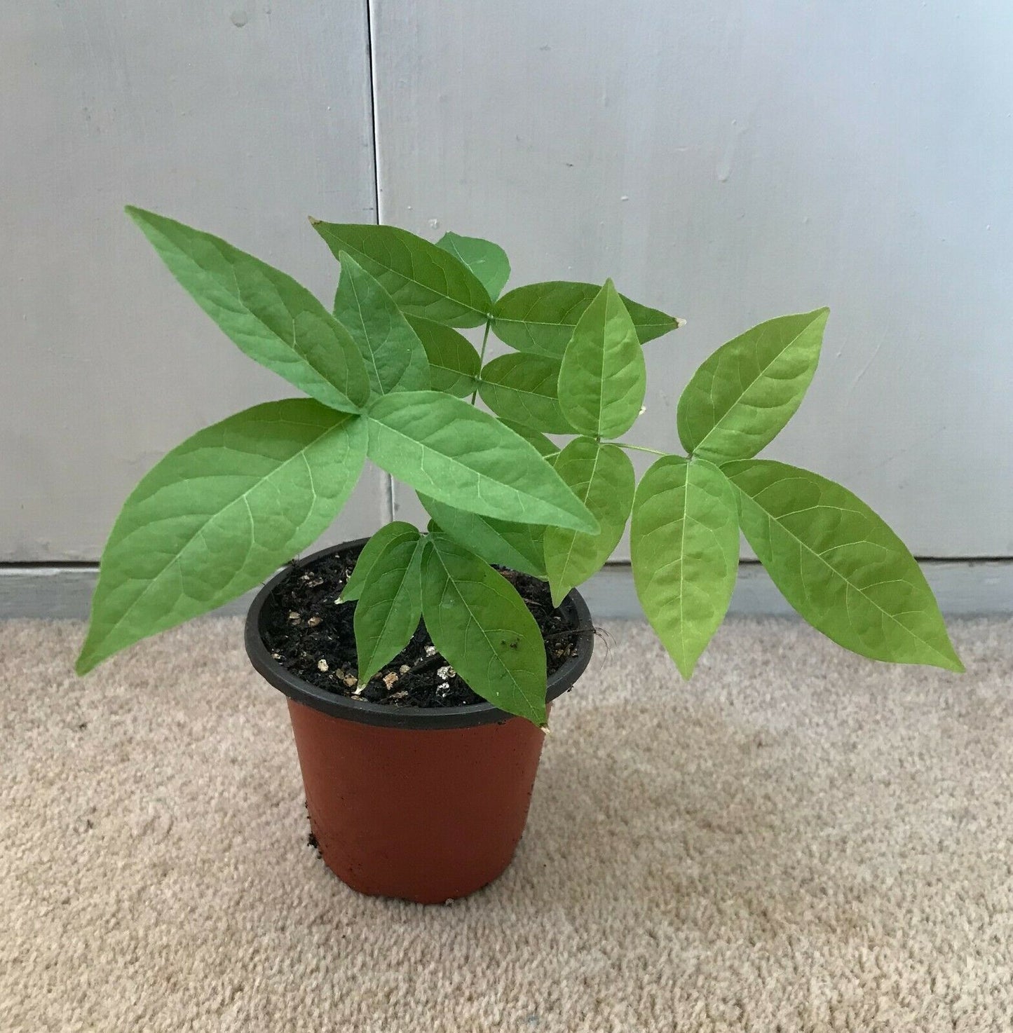 Chinese Wisteria (Wisteria Sinensis) Plant in 9 cm pot