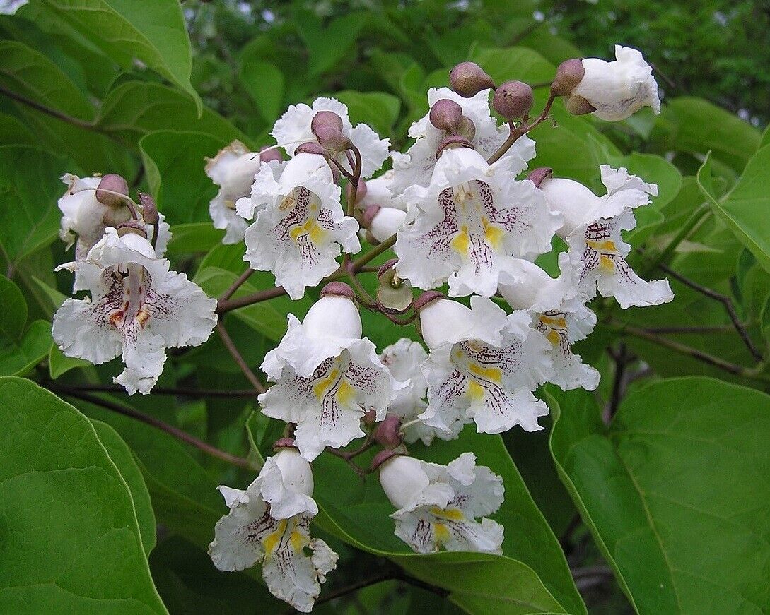 Indian Bean Tree (Catalpa Bignonioides) | 25+ seeds
