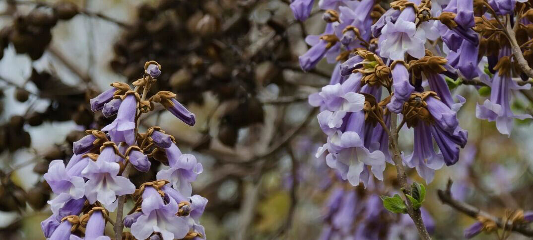 Princess Empress Foxglove Tree | Paulownia | Plant in 9cm Pot | Fast Growing