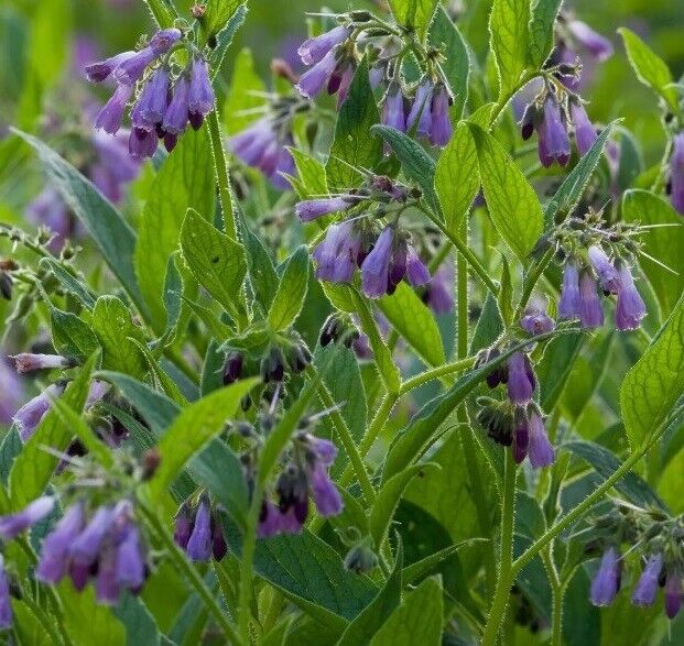Comfrey | 25+ seeds | Great Fertiliser and Green Manure
