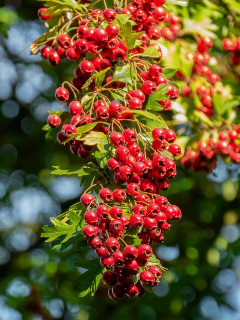 Hawthorn | Quick Growing Hedge | Crataegus Monogyna | 50+ seeds