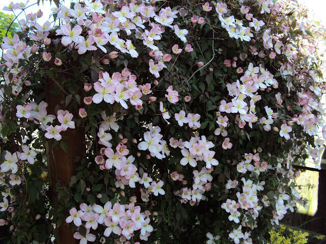 Clematis Montana "Elizabeth" 9cm pot | Very Fast Growing | Rapid Dispatch