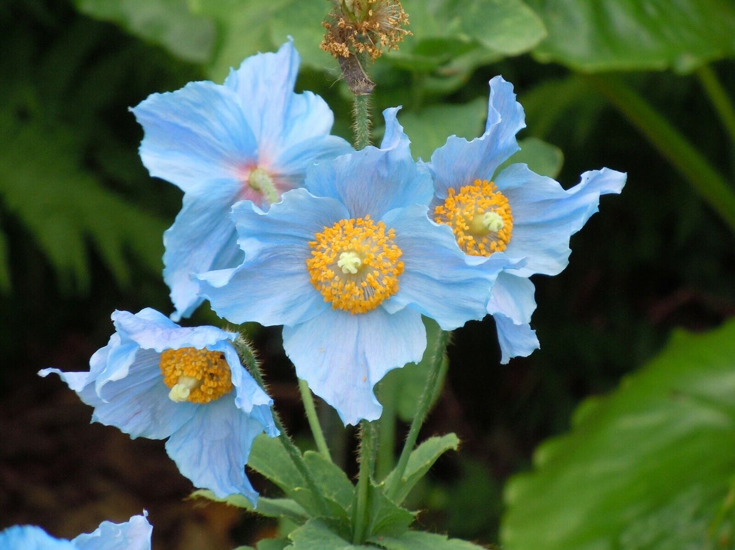 Himalayan Blue Poppy (Meconopsis Betonicifolia) 50+ seeds Same Day Dispatch